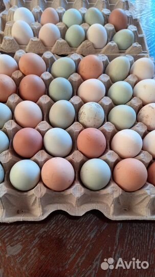 Инкубационное яйцо,петушки молодые