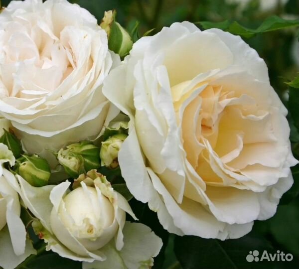 Роза на штамбе