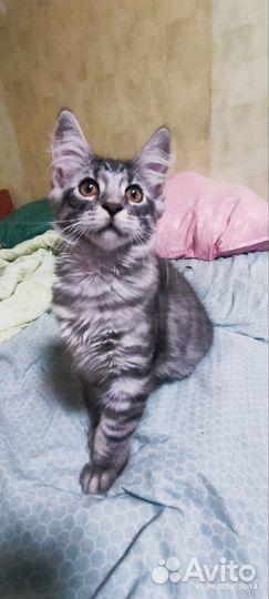 Котята 3 месяца
