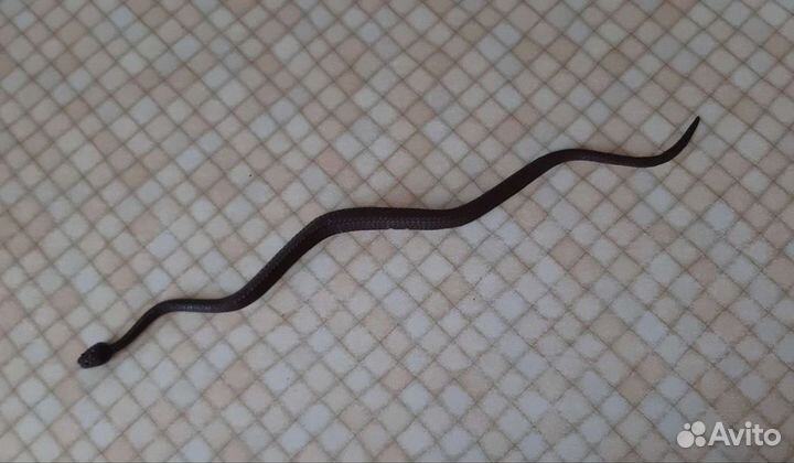 Змейка игрушка СССР