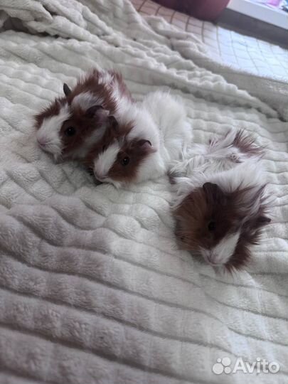 Морская свинка розетка