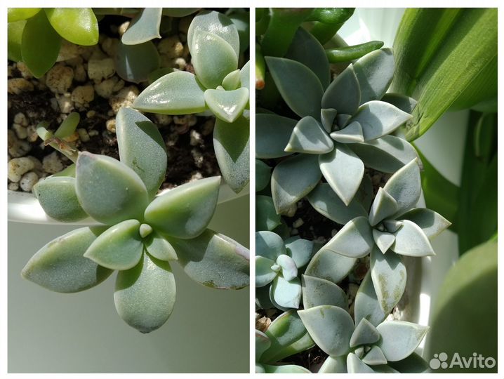 Суккуленты