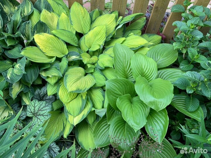 Многолетние цветы: Хосты