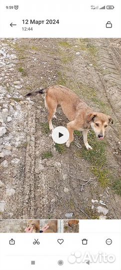 Собака бесплатно в добрые руки