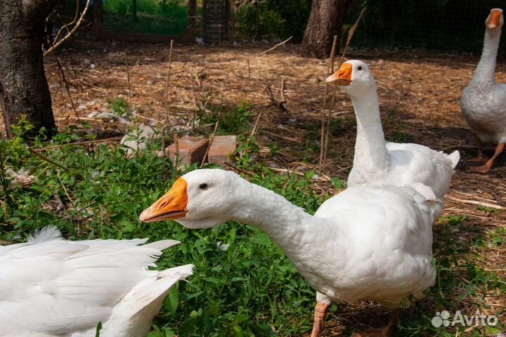 Гуси породы Линда