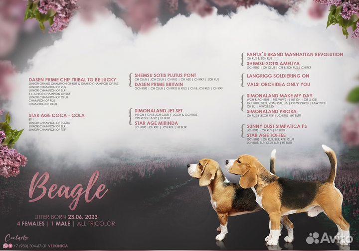 Щенки Бигль