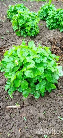 Ремонтантная земляника рассада