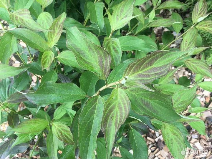 Ива пурпурная, дерен белый