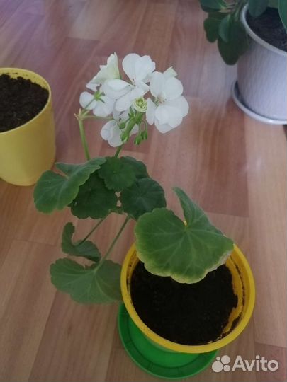 Пеларгония рафаэлла белая