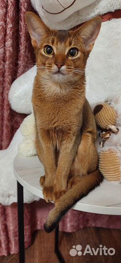 Абиссинская кошка