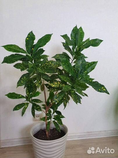 Комнатные цветы Кодиеум (кротон) 