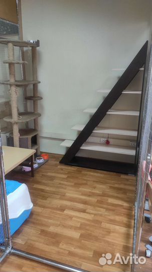 Гостиница для кошек