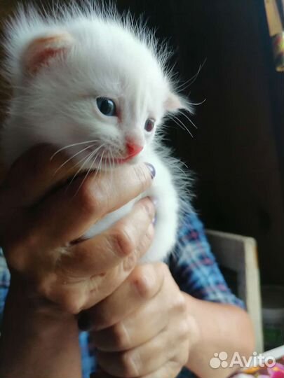 Кошка в дар