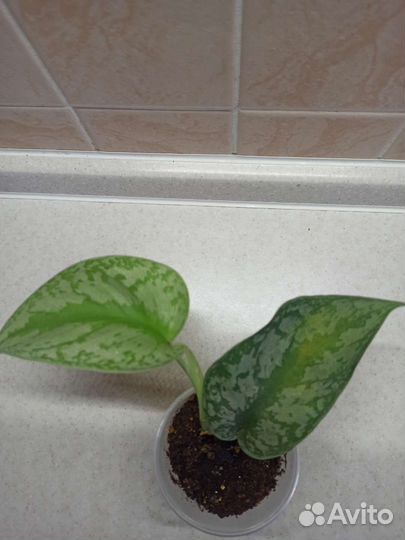 Сциндапсусы