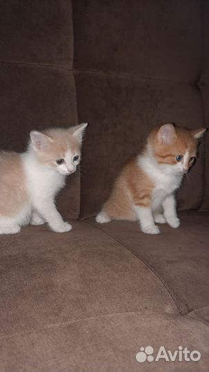 Котята