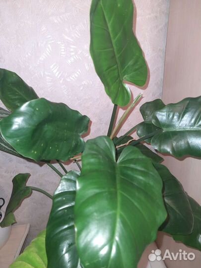 Филодендроны Аглаонемы