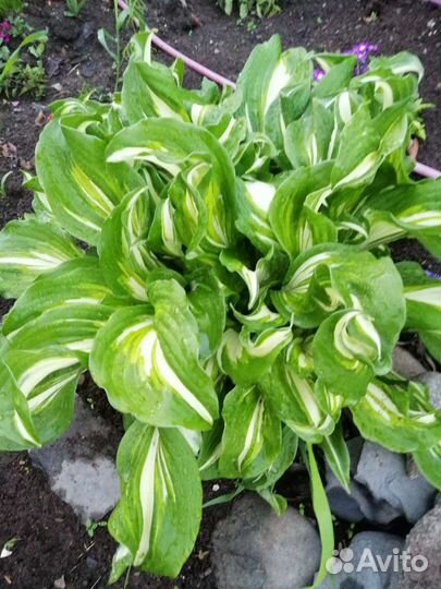 Цветы многолетники