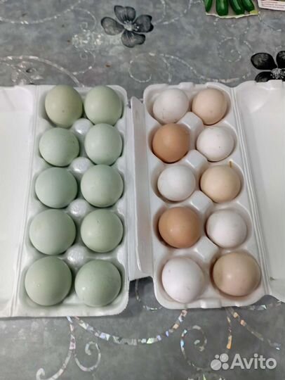 Домашние куриные яйца