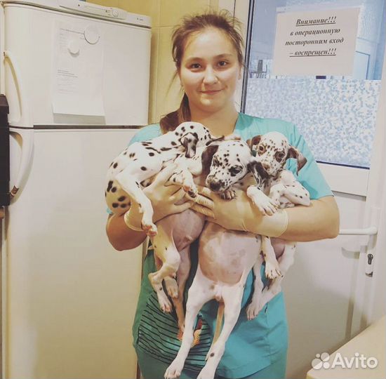 Передержка собак и кошек / догситтер