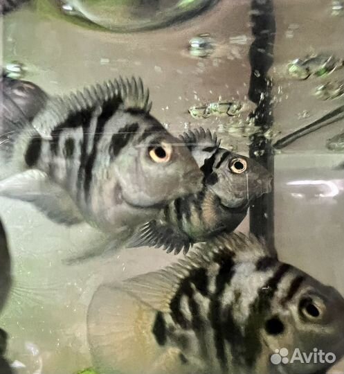 Сапфировый попугай