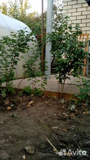 Саженцы абрикоса