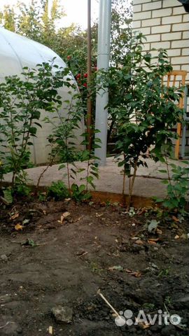 Саженцы абрикоса