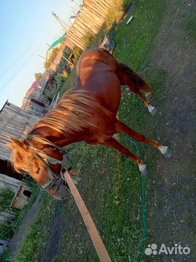 Жеребец