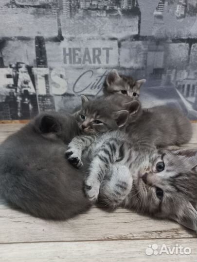 Котята в добрые руки