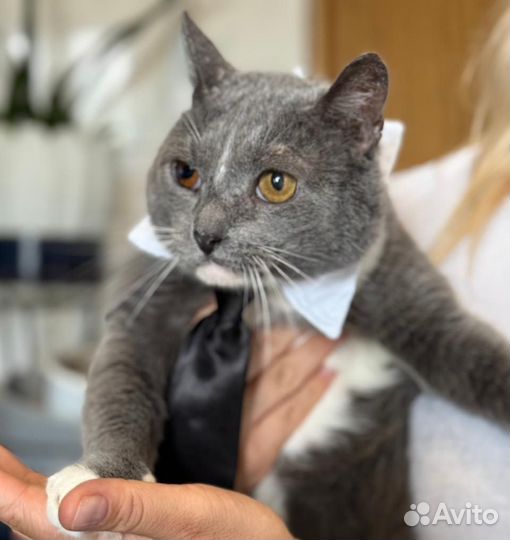 Кот Пират в добрые руки