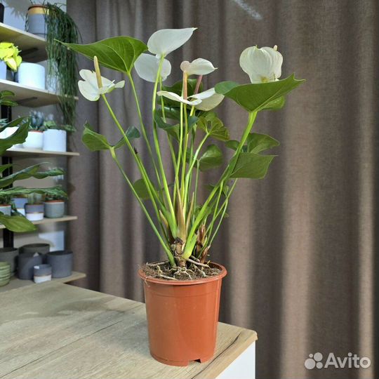 Антуриум Ариса белый