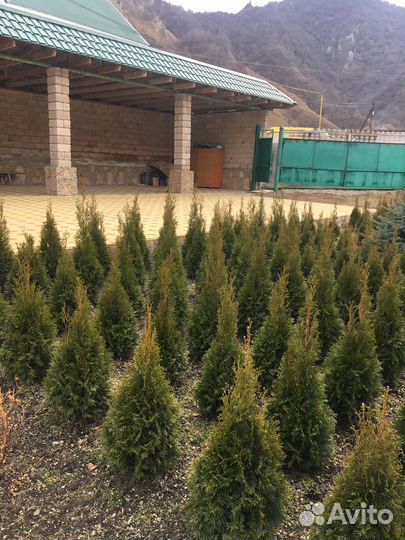 Туи смарагд