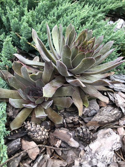 Молодило каменная роза