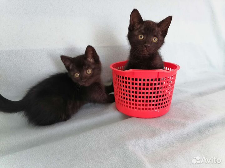 Подарите дом