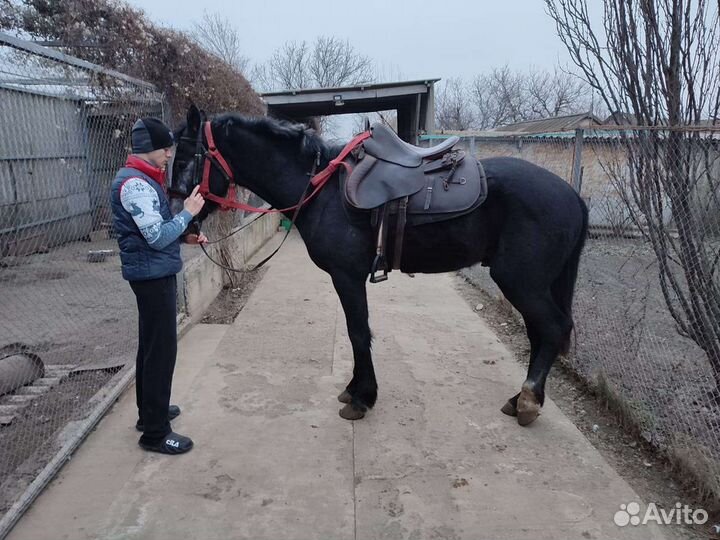 Продается жеребец