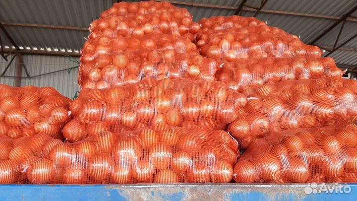 Продаётся лук оптом