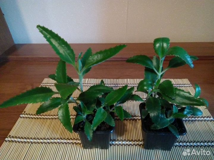 Каланхоэ Дегремона (Kalanchoe daigremontiana)