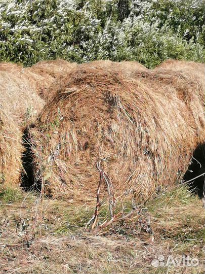 Продам сено