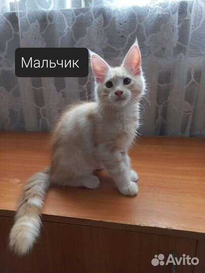 Рыжее счастье