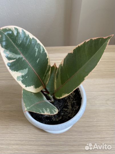 Комнатные растения