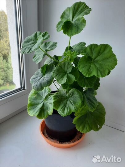 Герань пеларгония розебудная