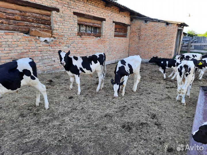 Бычки телята тёлочки