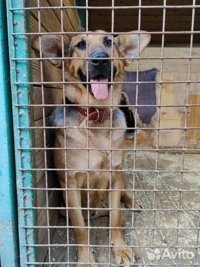 Ищем дом милой собачке Забаве