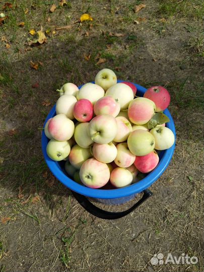 Яблоки свежие