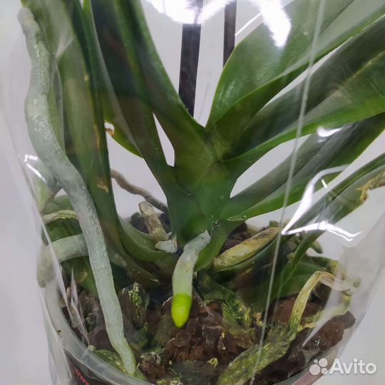 Орхидея фаленопсис