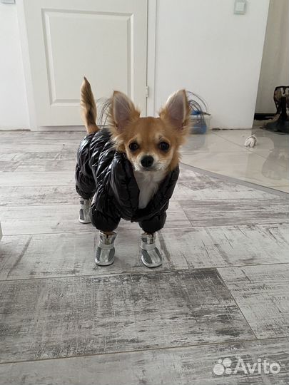 Вязка чихуахуа мальчик