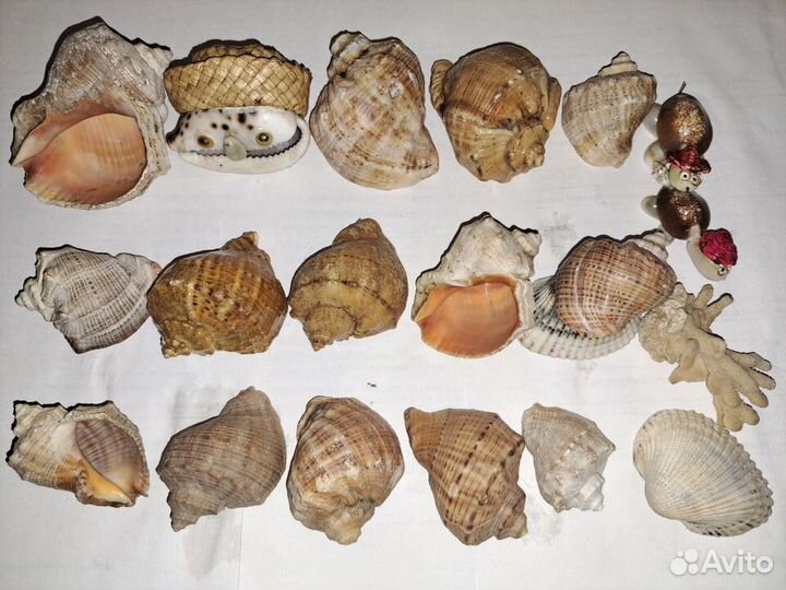 Раковины, ракушки морские