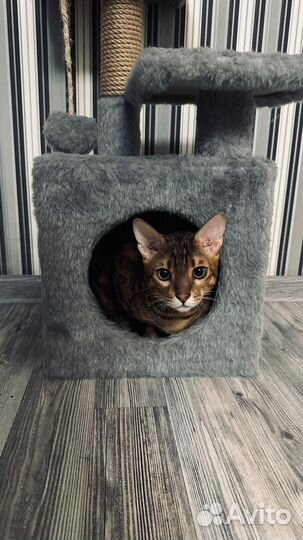 Бенгальский кот на вязку