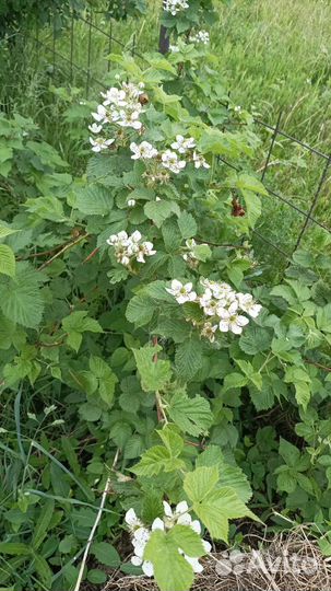 Ежемалина тайберри