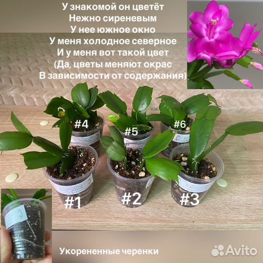 Декабрист шлюмбергера