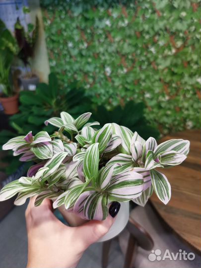 Традесканция комнатное растение